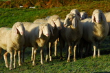 neděle 30. září 2007 - Sousedi vyhnali na louku i ovce.