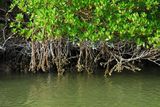 Mangrovy s větvemi nebo kořeny obrostlými škeblemi.