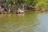 Pelikáni na mangrovech.
