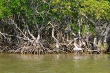Další pelikáni na mangrovech.