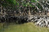 A mangrovy tu rostou pěkně hustě.
