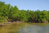 Ještě další mangrovové zákoutí.