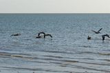 Podvečerní pohled na pelikány, to už jsme zpět na tábořišti na Picnic Key.