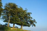 Stromy poblíž dnešního tábořiště (pod Vf. Găina).