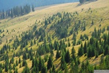 Řídký les na svazích hřebene Vlădeasa.