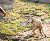 2.8. 2006 - U jezera Kari (3200m), ochočený vlk