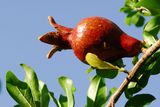 25.5. 2008 - Šíráz, granátové jablo v zahradě Eram