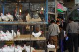 29.5. 2008 - Esfahan, ptačí trh