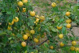 26.1.2008 - Jeruzalém, právě dozrávaly citróny.