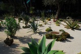 2.2. 2008 - Haifa, baháistická svatyně proroka Baba, kaktusová zahrádka mne opravdu nadchla.