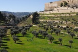 5.2. 2008 - Jeruzalém, olivový háj pod hradbami starého města v Kidronském údolí s Absolónovou hrobkou v pozadí.