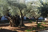 5.2. 2008 - Jeruzalém, Getsemanská zahrada vedle chrámu všech národů.