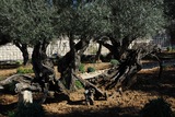 5.2. 2008 - Jeruzalém, Getsemanská zahrada vedle chrámu všech národů.