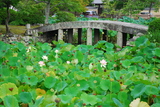 5.8. 2007 - Kjóto, Arašijama, lotosové jezírko u chrámu Tenryú-ji
