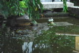 5.8. 2007 - Kjóto, Arašijama, jezírko v zahradě u chrámu Tenryú-ji