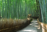 5.8. 2007 - Kjóto, Arašijama, cesta mezi bambusovými háji