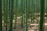 5.8. 2007 - Kjóto, Arašijama, bambusový háj