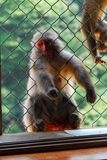 5.8. 2007 - Kjóto, Arašijama, opičí park na Iwatayamě, v kleci jsme my, opice je venku