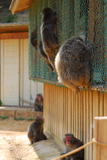 5.8. 2007 - Kjóto, Arašijama, opičí park na Iwatayamě, altánek, kde se schovávají lidi před opicemi a opice, které aspoň visí na pletivu