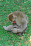 5.8. 2007 - Kjóto, Arašijama, opičí park na Iwatayamě