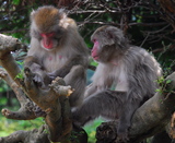 5.8. 2007 - Kjóto, Arašijama, opičí park na Iwatayamě