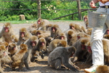 5.8. 2007 - Kjóto, Arašijama, opičí park na Iwatayamě, krmení