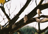 Vrabci polní (<em>Passer montanus</em>) na stromě před oknem mého pokoje v JAISTu