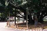 Památný strom před starým prefekturálním úřadem v Kanazawě