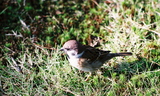 Kanazawa, Vrabci polní (<em>Passer montanus</em>) v zahradě Kenrokuen