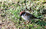 Kanazawa, Vrabci polní (<em>Passer montanus</em>) v zahradě Kenrokuen