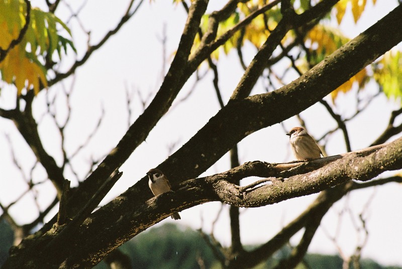 Vrabci polní (<em>Passer montanus</em>) na stromě před oknem mého pokoje v JAISTu