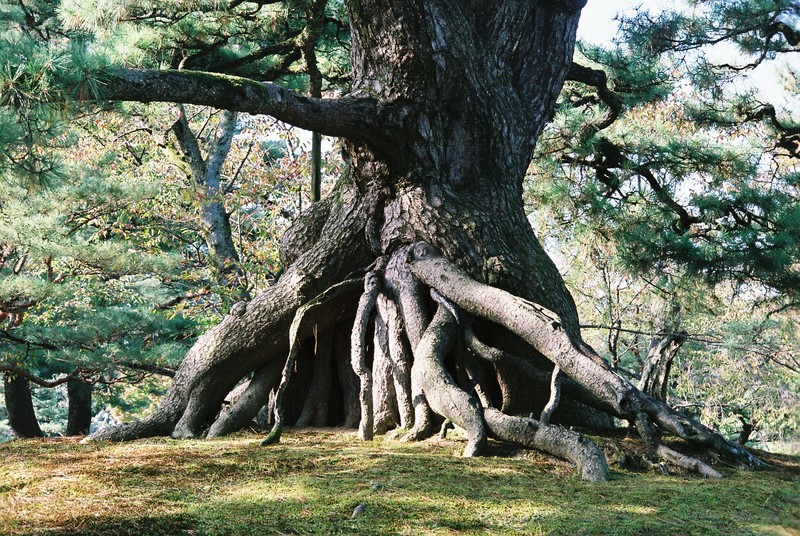 Kanazawa, zahrada Kenrokuen