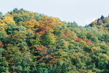 Shirakawa-go, něco podzimního listí