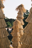 Kjóto, hrad Nijó, zahrada kolem paláce Ninomaru, slámová ochrana na palmu, aby nezmrzla