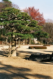 Kjóto, hrad Nijó, zahrada