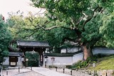 Kjóto, vstup do chrámu Shóren-in s kafrovníkem