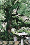 Kjóto, strom u vstupu do chrámu Shóren-in
