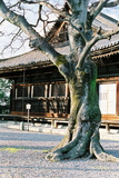 Kjóto, chrám Sanjúsangen-do