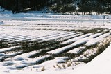 3.2. 2007, Zasněžené rýžoviště u JAISTu
