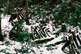 3.2. 2007, Složené dřevo v lese (pod vodopádem u JAISTu)