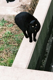 3.3. 2007, Kočka v Tsurugi