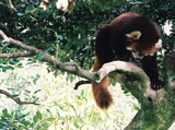 10.3. 2007, Ishikawská ZOO, panda červená