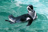 10.3. 2007, Ishikawská ZOO, tučňák magellanský