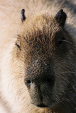 10.3. 2007, Ishikawská ZOO, kapybara