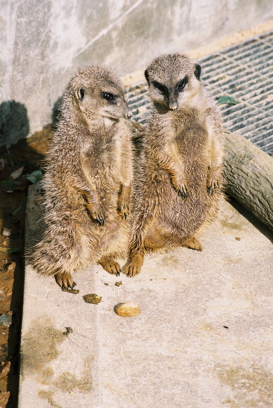 10.3. 2007, Ishikawská ZOO, surikaty