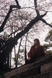 2.4. 2007 - Maminka pod sakurami, u Ósackého hradu