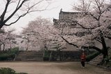 2.4. 2007 - Maminka pod sakurami, u Ósackého hradu