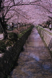 3.4. 2007 - Kjóto, kousek od Ginkaku-ji (Stříbrný pavilon)