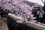 3.4. 2007 - Kjóto, stezka filozofů, kousek od Ginkaku-ji