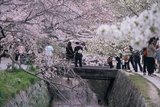 3.4. 2007 - Stezka filozofů v Kjótu vypadá opravdu jinak než v zimě, více květů i lidí